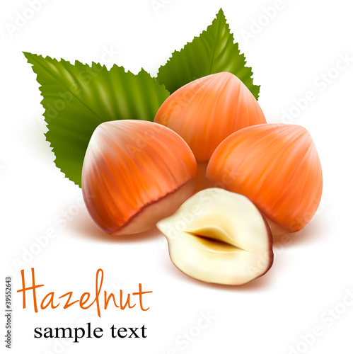 Vector: Filberts with leaves Vector illustration Filberts with leaves Vector illustration