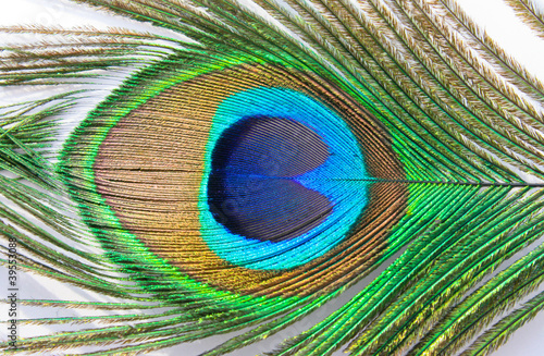 Photo: peacock509(6).jpg peacock509(6).jpg