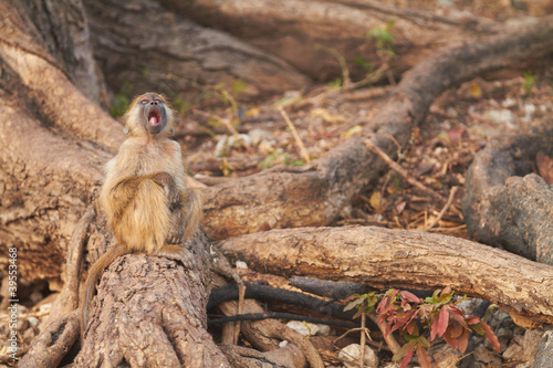 Foto: Chacma baboons Chacma baboons