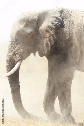 Photo: African Elephants African Elephants