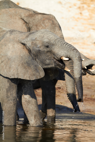 Photo: African Elephants African Elephants