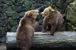 Foto: Brown bears Brown bears