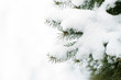 Snow Covered Spruce