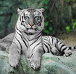 WHITE TIGER on a rock in zoo