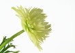 アネモネの花