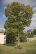Foto: Populus nigra (black poplar) tree Populus nigra (black poplar) tree