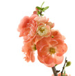 plum blossom isolated on white