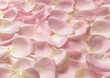 pink rose petals background