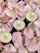 pink petals of roses and burning candles