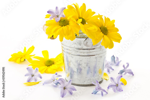Photo: flowers yellow chrysanthemums and blue hyacinth flowers yellow chrysanthemums and blue hyacinth