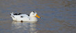 A wild duck