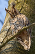 A sleeping long-eared owl