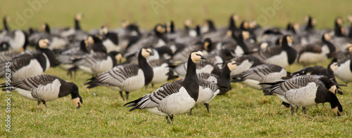 Photo: A group of barnacle geese A group of barnacle geese