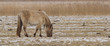 Grazing Konik horse