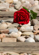 A flower on the track