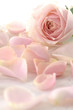 Pink roses