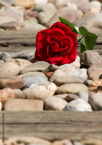 Photo: A flower on the track A flower on the track