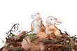 Osterhasen im Nest