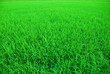 A green paddy field in Thailand