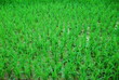 A green paddy field in Thailand