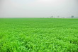 A green paddy field in Thailand