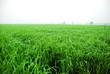 A green paddy field in Thailand