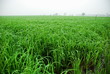 A green paddy field in Thailand