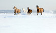 Horses running in winter