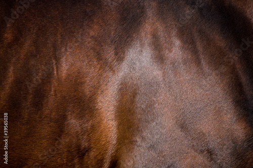 Photo: Skin of bay horse Skin of bay horse