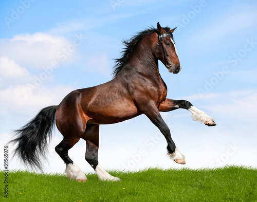 Photo: Bay horse in field Bay horse in field