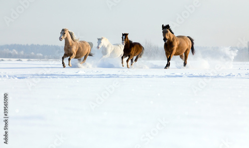 Photo: Horses running in winter Horses running in winter