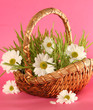 pink flora