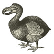 Dodo (Didus ineptus)