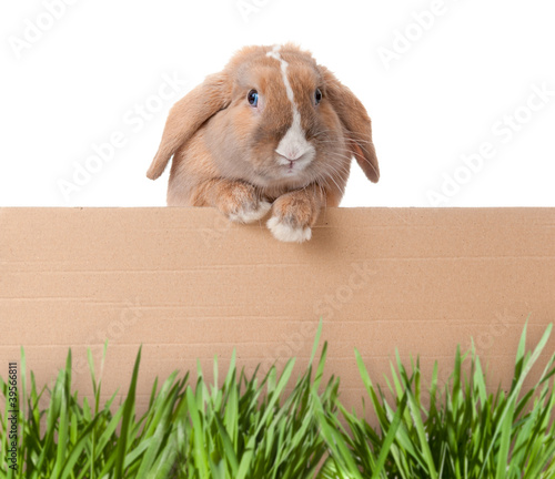 Photo: little bunny with cardboard little bunny with cardboard