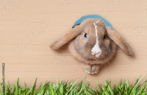 Photo: little bunny in the hole little bunny in the hole