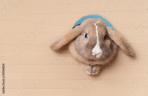Photo: little bunny in the hole little bunny in the hole