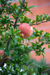 Pomegranate