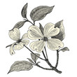 Cornouiller à fleurs (cornus florida)