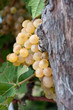 Yellow Grapes