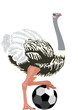 Vektor: Ostrich with a soccer ball Ostrich with a soccer ball