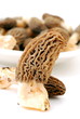 Morchella, morchel