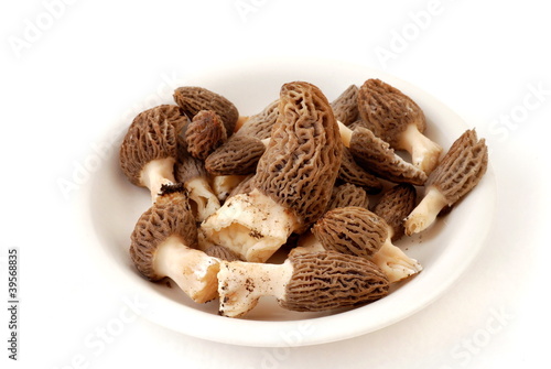Foto: Morel Mushroom Morel Mushroom