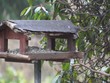 Video Eichhörnchen klaut Vogelfutter