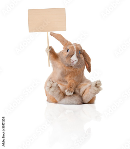 Photo: little bunny with sign little bunny with sign