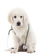 Photo: golden Retriever golden Retriever