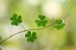 Foto: Three leaf clover-shamrock Three leaf clover-shamrock