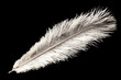 white ostrich feather