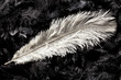 white ostrich feather