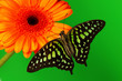 Graphium on orange gerber