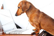 dog using laptop